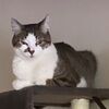 pashamycat
